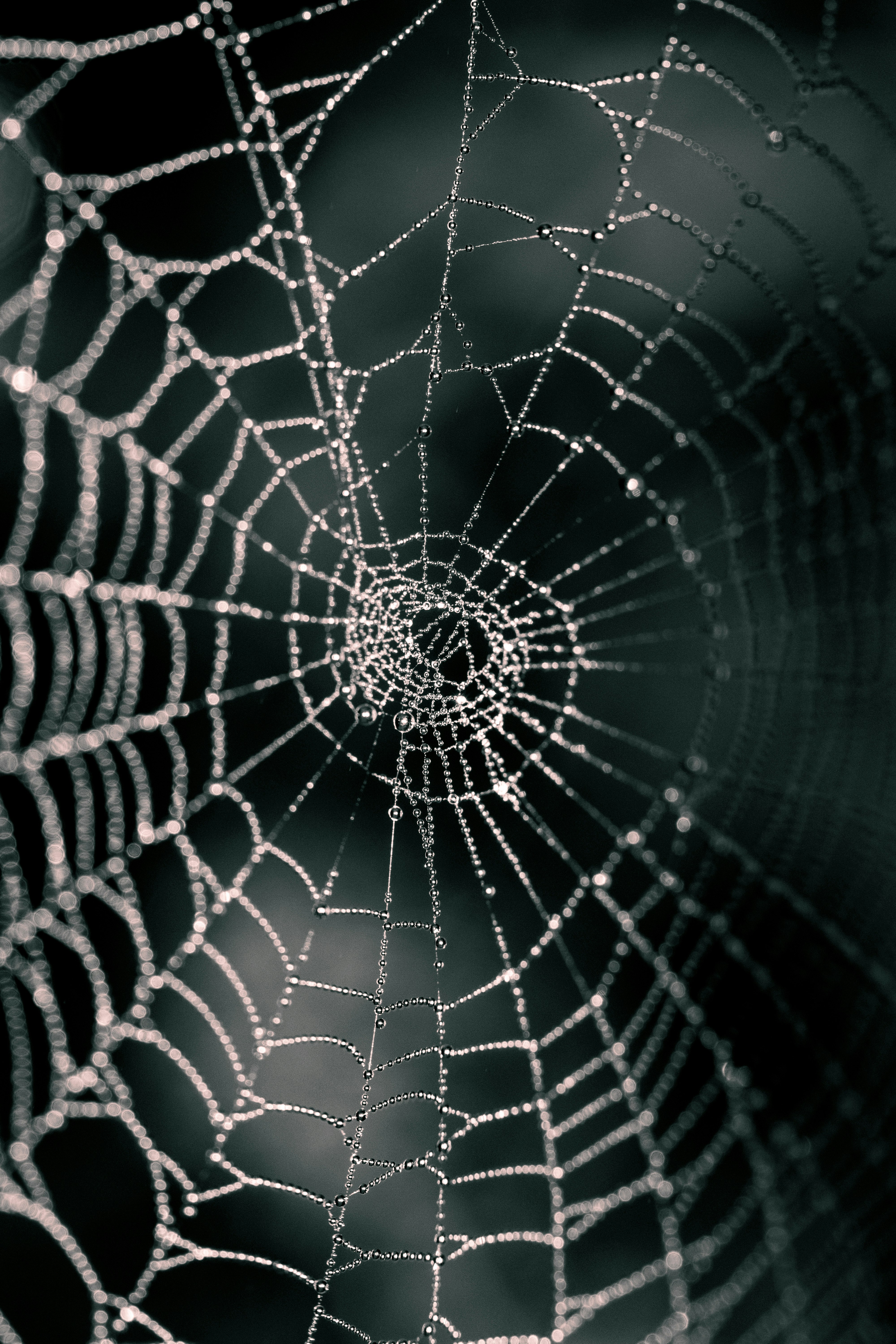 spider web in close up photography